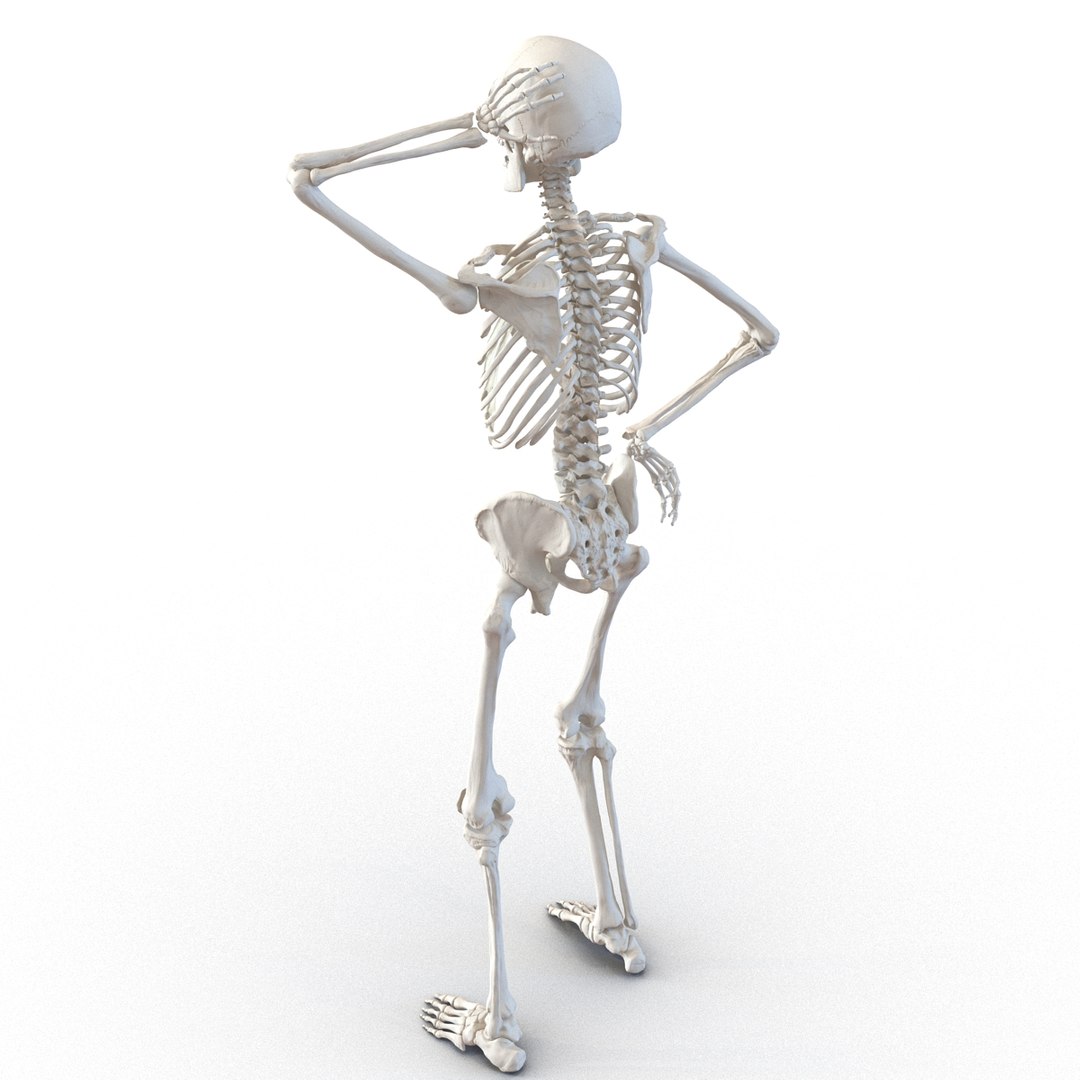 3d model human male skeleton rigged https://p.turbosquid.com/ts-thumb/Di/r1J2L2/fRxT96n4/humanmaleskeletonriggedcinemac4d3dmodel10/jpg/1481745417/1920x1080/fit_q87/231340155048b14b74f6f8a085dc3459d416ff35/humanmaleskeletonriggedcinemac4d3dmodel10.jpg