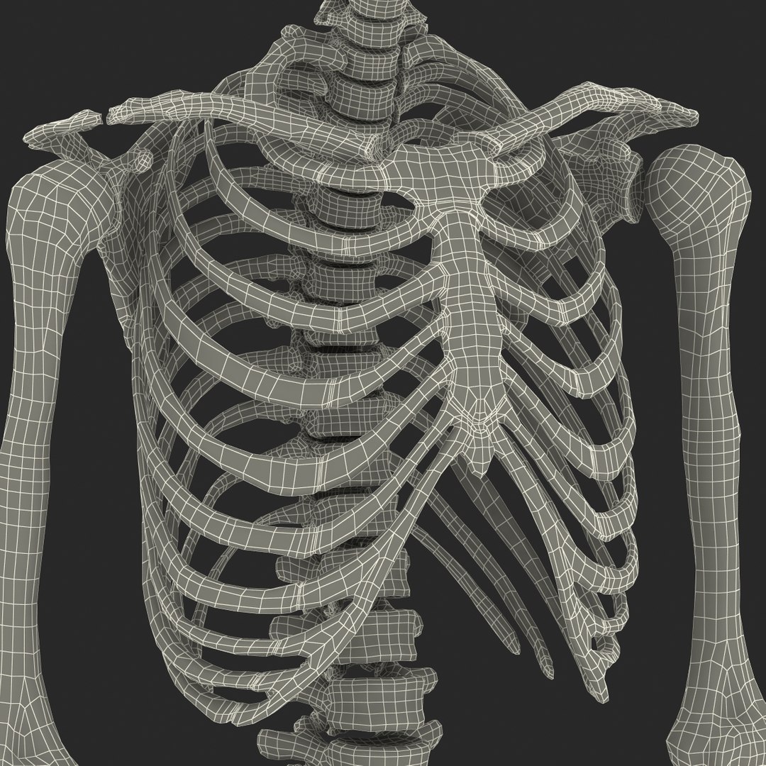 3d model human male skeleton rigged https://p.turbosquid.com/ts-thumb/Di/r1J2L2/faXyX3kz/humanmaleskeletonriggedcinemac4d3dmodel67/jpg/1481745418/1920x1080/fit_q87/6cbee8e51c974739b1255c82cb2fdeba01906f62/humanmaleskeletonriggedcinemac4d3dmodel67.jpg