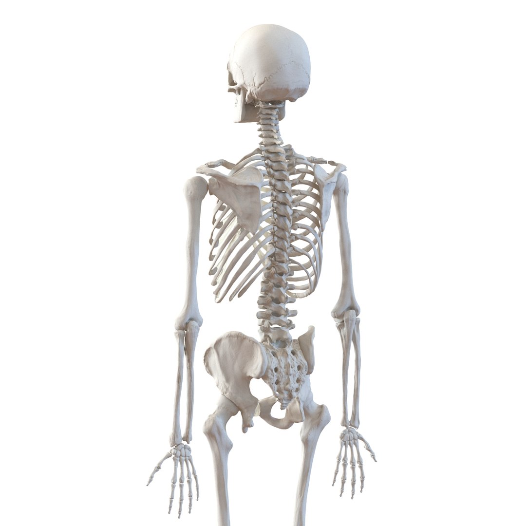 3d model human male skeleton rigged https://p.turbosquid.com/ts-thumb/Di/r1J2L2/hH3jKJhK/humanmaleskeletonriggedcinemac4d3dmodel23/jpg/1481745417/1920x1080/fit_q87/db5164ffa69dac6f843419b960cde64acddcdd5f/humanmaleskeletonriggedcinemac4d3dmodel23.jpg