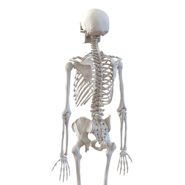 3d model human male skeleton rigged