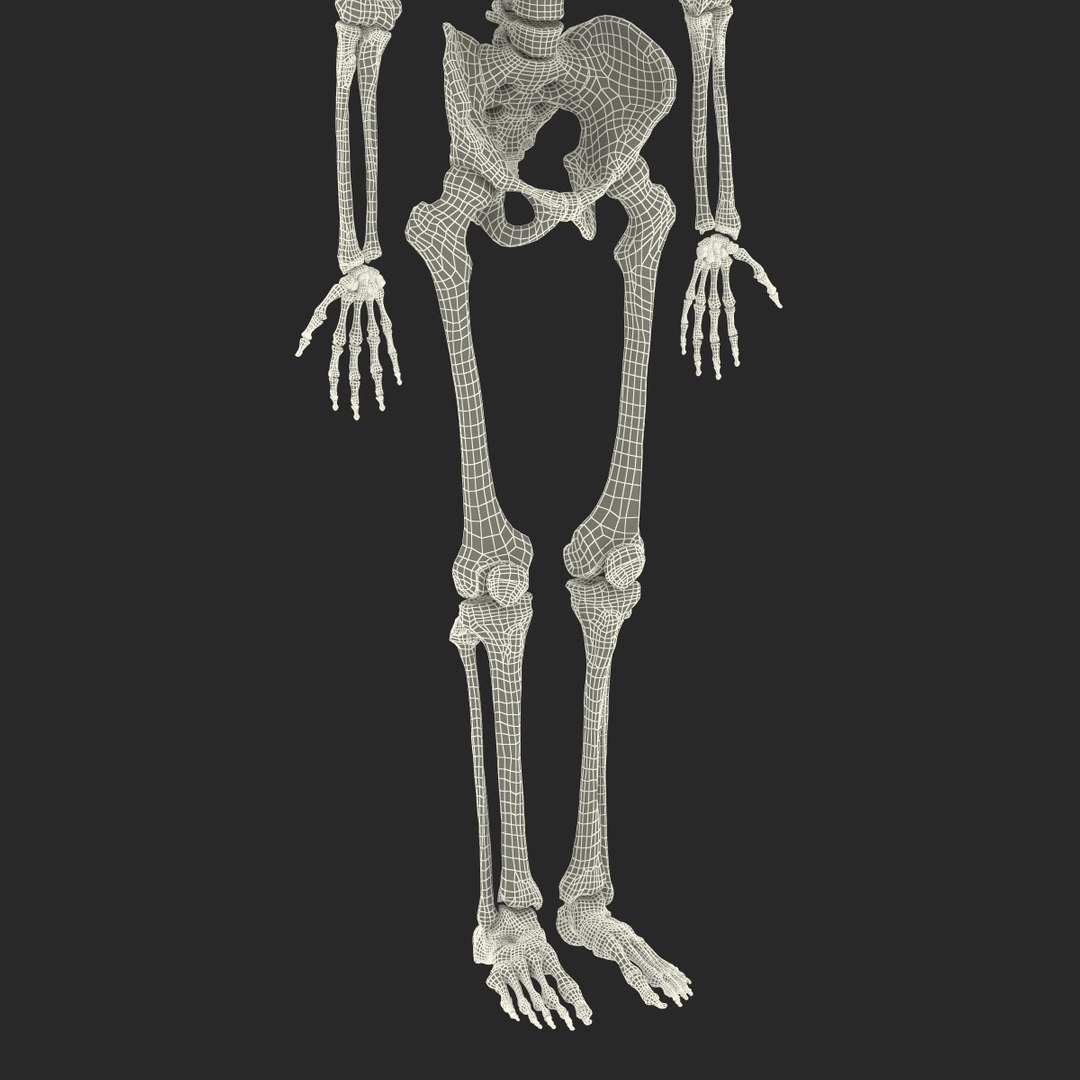 3d model human male skeleton rigged https://p.turbosquid.com/ts-thumb/Di/r1J2L2/j7xXEIk8/humanmaleskeletonriggedcinemac4d3dmodel62/jpg/1481745418/1920x1080/fit_q87/4a9d49a796fa52f85f4348a3257ed40c266eed52/humanmaleskeletonriggedcinemac4d3dmodel62.jpg