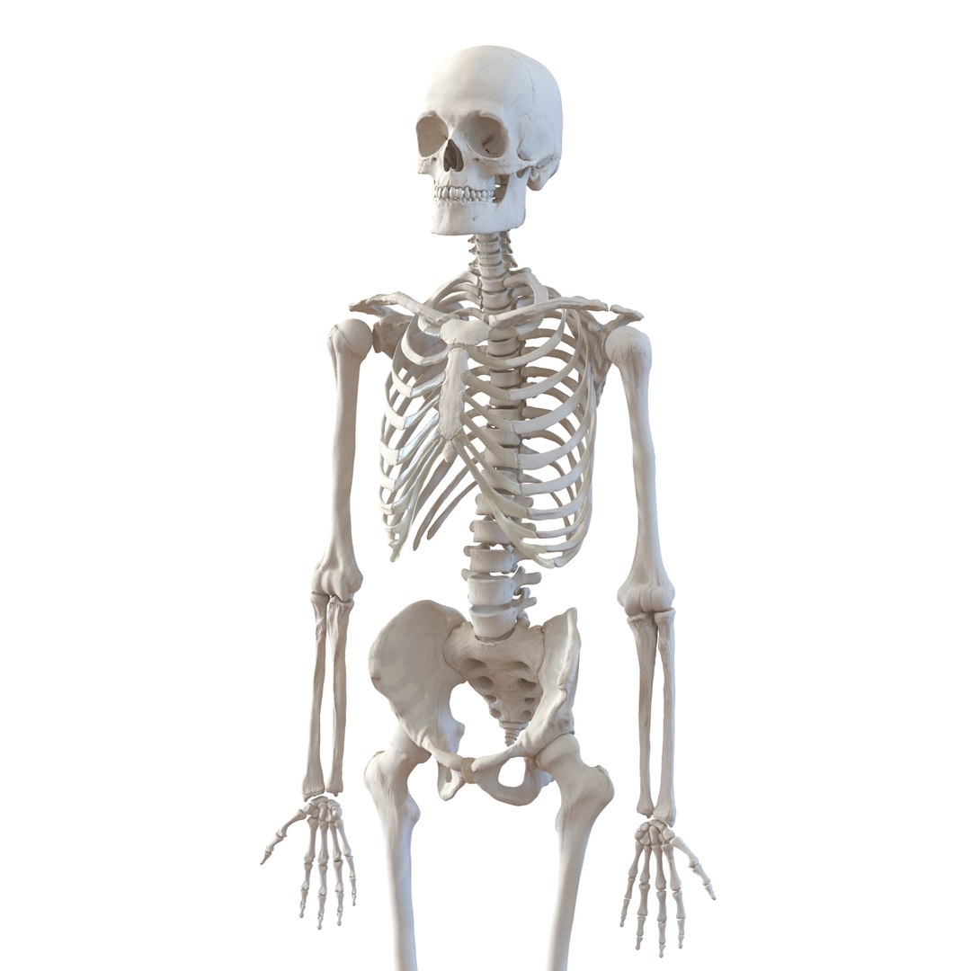 3d model human male skeleton rigged https://p.turbosquid.com/ts-thumb/Di/r1J2L2/jjKk2Xvi/humanmaleskeletonriggedcinemac4d3dmodel21/jpg/1481745417/1920x1080/fit_q87/046d91a623b8e2b349dc6a26c38ee633852a40b0/humanmaleskeletonriggedcinemac4d3dmodel21.jpg