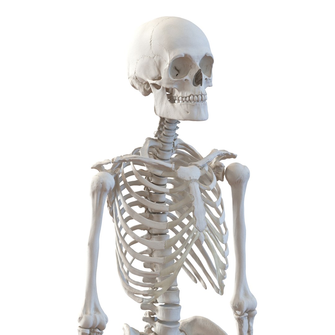 3d model human male skeleton rigged https://p.turbosquid.com/ts-thumb/Di/r1J2L2/kGwFlnT4/humanmaleskeletonriggedcinemac4d3dmodel28/jpg/1481745417/1920x1080/fit_q87/d3e6e16846e81ed5f3965041fad5f94f51a28d7a/humanmaleskeletonriggedcinemac4d3dmodel28.jpg