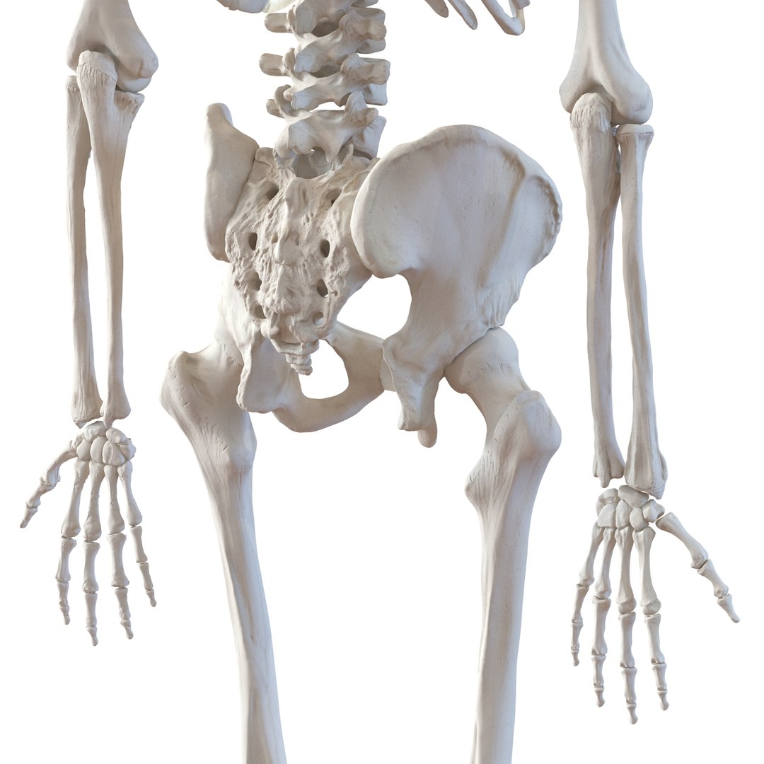 3d model human male skeleton rigged https://p.turbosquid.com/ts-thumb/Di/r1J2L2/nqrBzPxu/humanmaleskeletonriggedcinemac4d3dmodel35/jpg/1481745417/1920x1080/fit_q87/019fd1abe0bad5cf2f5100a09ab95f47be7006ad/humanmaleskeletonriggedcinemac4d3dmodel35.jpg
