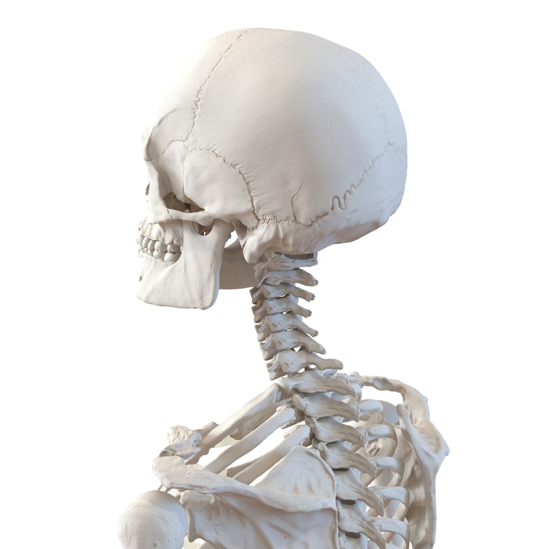 3d model human male skeleton rigged https://p.turbosquid.com/ts-thumb/Di/r1J2L2/tZm6nHSy/humanmaleskeletonriggedcinemac4d3dmodel41/jpg/1481745417/1920x1080/fit_q87/39c6f2ad4376df87a9ea935989720efb3db32fee/humanmaleskeletonriggedcinemac4d3dmodel41.jpg