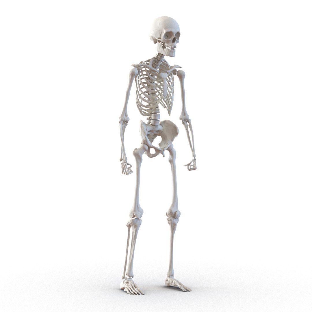 3d model human male skeleton rigged https://p.turbosquid.com/ts-thumb/Di/r1J2L2/wsGBVDvN/humanmaleskeletonriggedcinemac4d3dmodel19/jpg/1481745417/1920x1080/fit_q87/a73e525a1aeee9b79d48e9b6d039ff0908056ade/humanmaleskeletonriggedcinemac4d3dmodel19.jpg