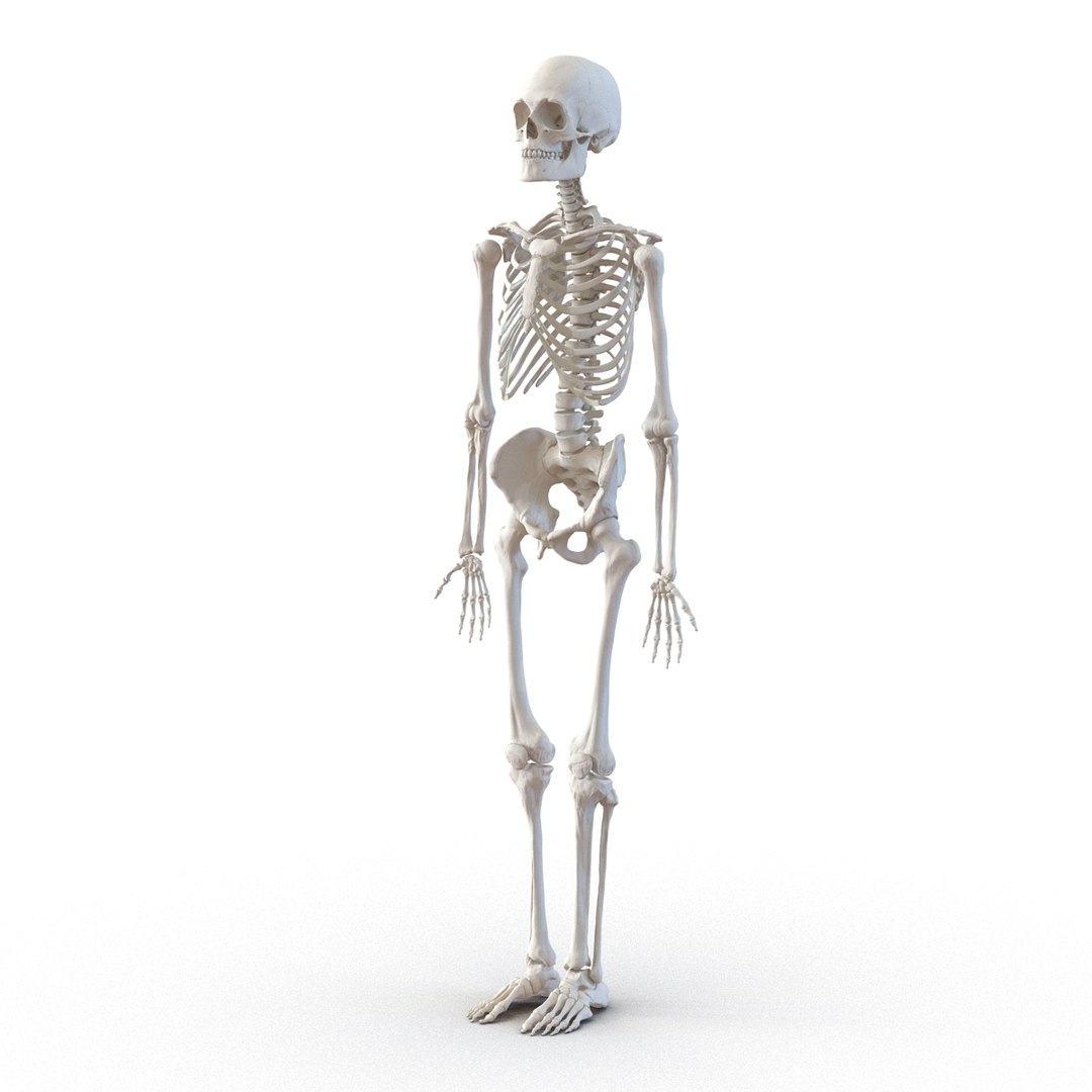 3d model human male skeleton rigged https://p.turbosquid.com/ts-thumb/Di/r1J2L2/xK8ls9C0/humanmaleskeletonriggedcinemac4d3dmodel18/jpg/1481745417/1920x1080/fit_q87/135bc3e7e97024dea4374f8a2cde9513928ee672/humanmaleskeletonriggedcinemac4d3dmodel18.jpg