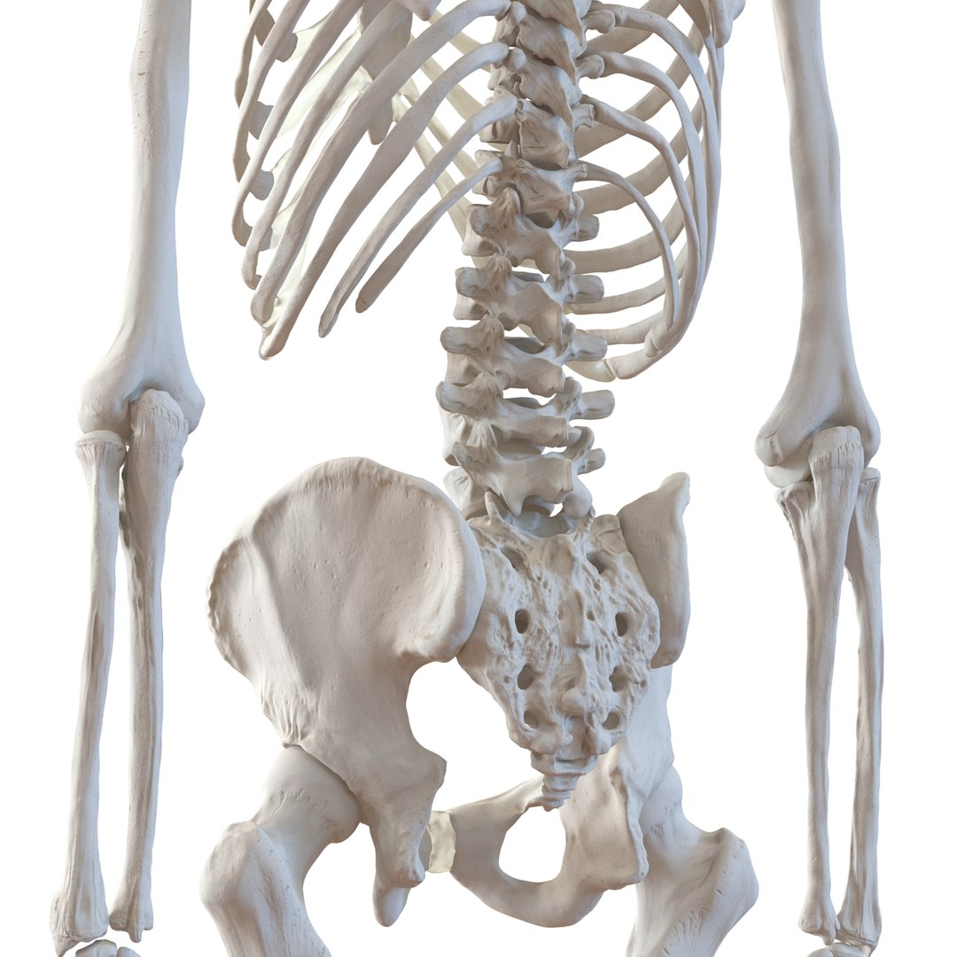 3d model human male skeleton rigged https://p.turbosquid.com/ts-thumb/Di/r1J2L2/xpK4p2nn/humanmaleskeletonriggedcinemac4d3dmodel36/jpg/1481745417/1920x1080/fit_q87/c28374c794398d6820b7f7becfb7eee622f49eba/humanmaleskeletonriggedcinemac4d3dmodel36.jpg
