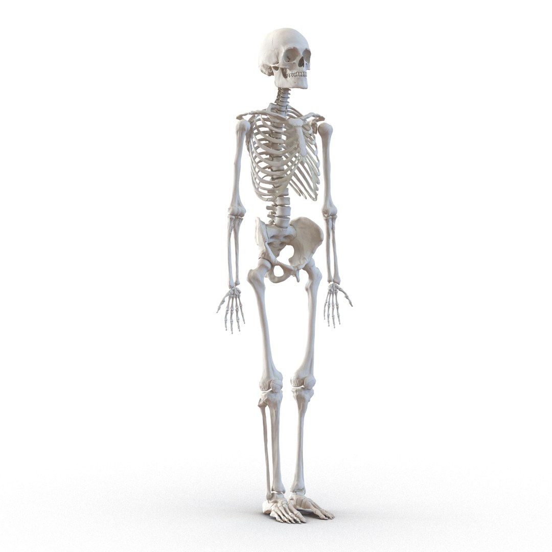 3d model human male skeleton rigged https://p.turbosquid.com/ts-thumb/Di/r1J2L2/xprSNbb0/humanmaleskeletonriggedcinemac4d3dmodel12/jpg/1481745417/1920x1080/fit_q87/a88a9a7854019ee0feb5174632b166bdb719a3e6/humanmaleskeletonriggedcinemac4d3dmodel12.jpg