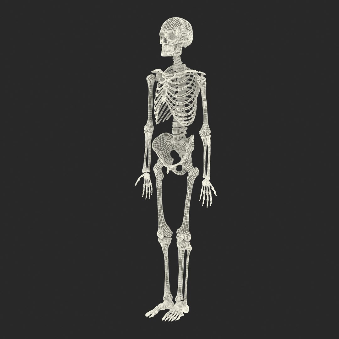 3d model human male skeleton rigged https://p.turbosquid.com/ts-thumb/Di/r1J2L2/zpSmJf4O/humanmaleskeletonriggedcinemac4d3dmodel58/jpg/1481745418/1920x1080/fit_q87/fcd56e7b147f5add901f2988df407b81eb349ec7/humanmaleskeletonriggedcinemac4d3dmodel58.jpg