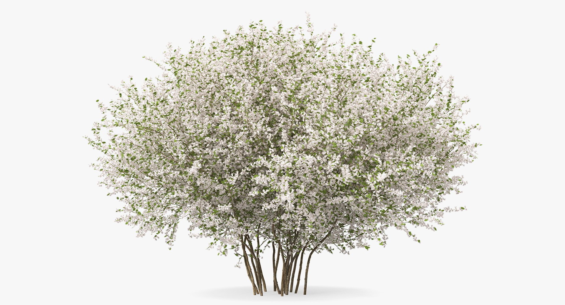 Bush Linnaea Amabilis 3D model preview
