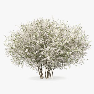 Bush Linnaea Amabilis