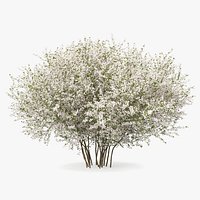 Bush Linnaea Amabilis