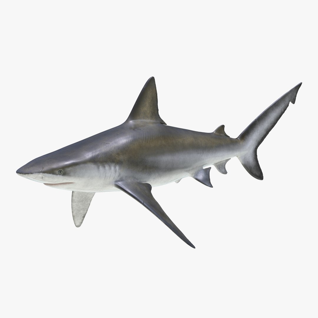 Bignose Shark 3D Model 3D model preview