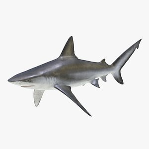bignose shark c4d