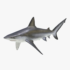 Bignose Shark 3D Model