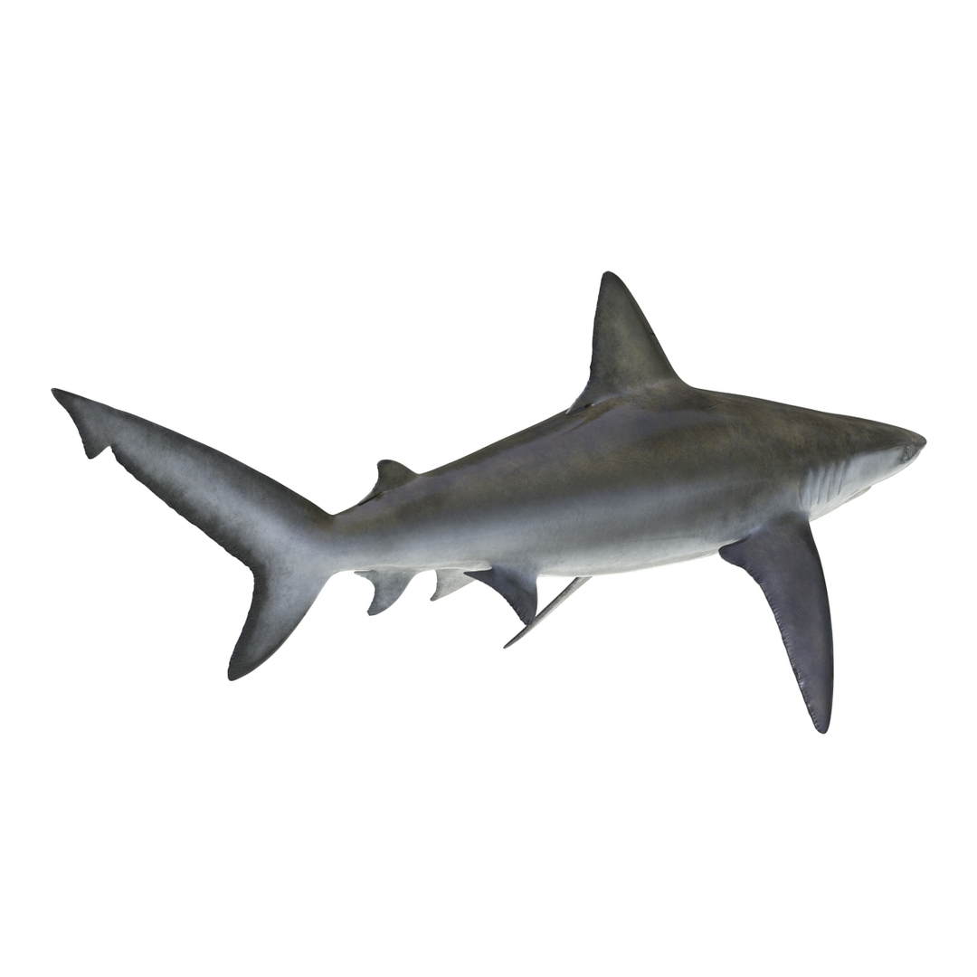 bignose shark c4d