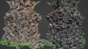 3D Palm tree model