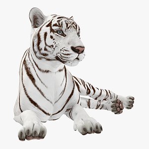 Lying White Tiger 3D Model