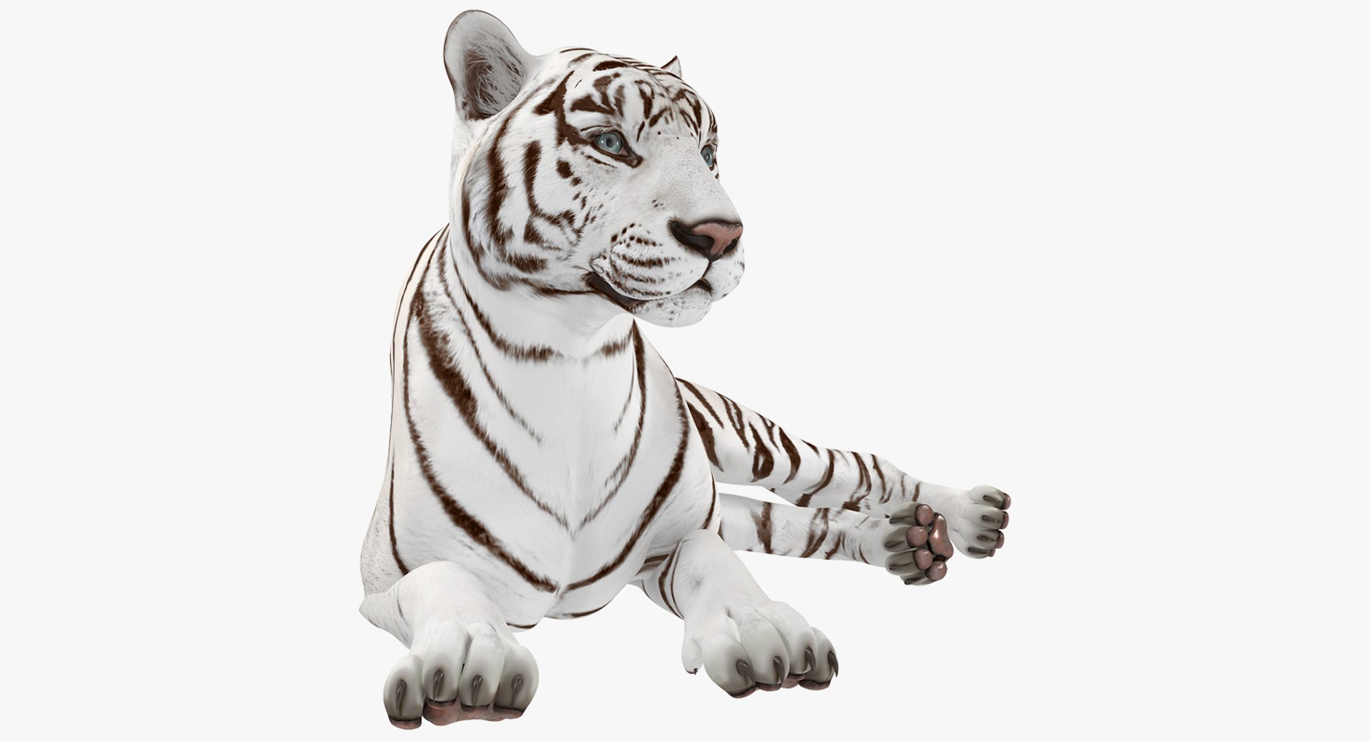 Lying White Tiger 3D Model 3D model preview