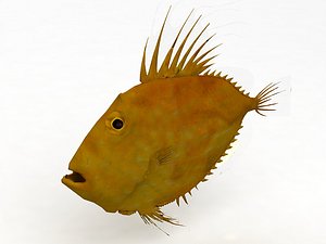 3D model Piranha