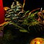 Advent Wreath
