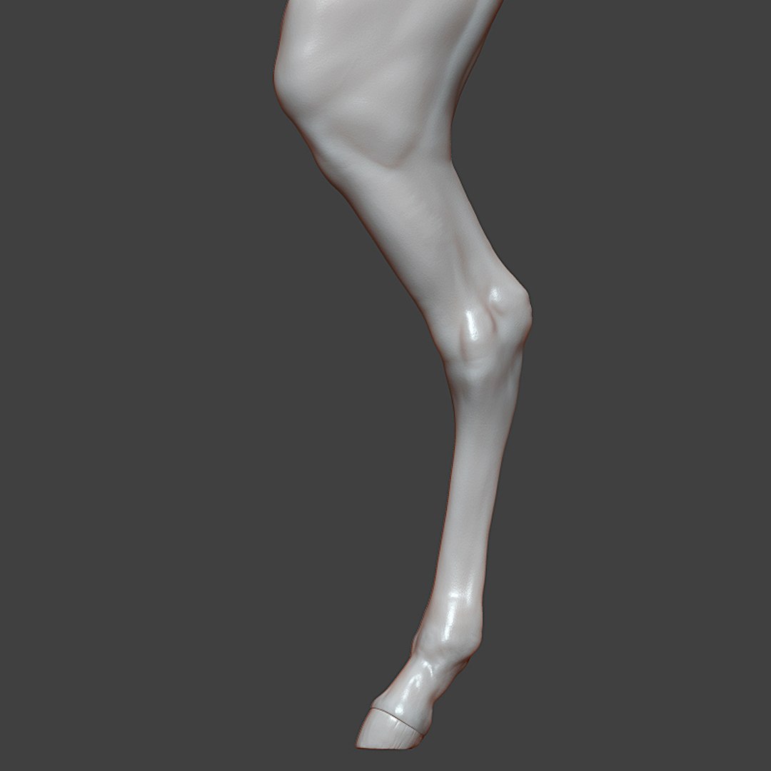 Horse Foal Rear Leg Highpoly Sculpt 3D - TurboSquid 1810324
