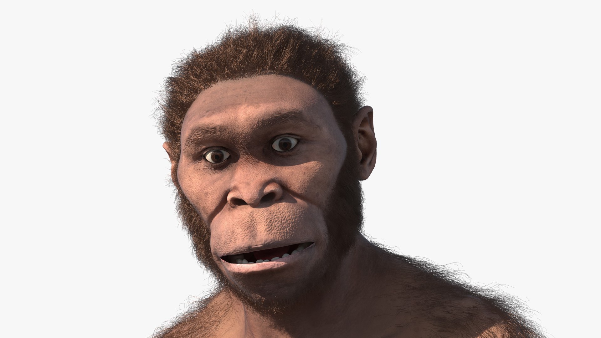 3D Model Homo Habilis In A Sitting Pose Fur - TurboSquid 2174893