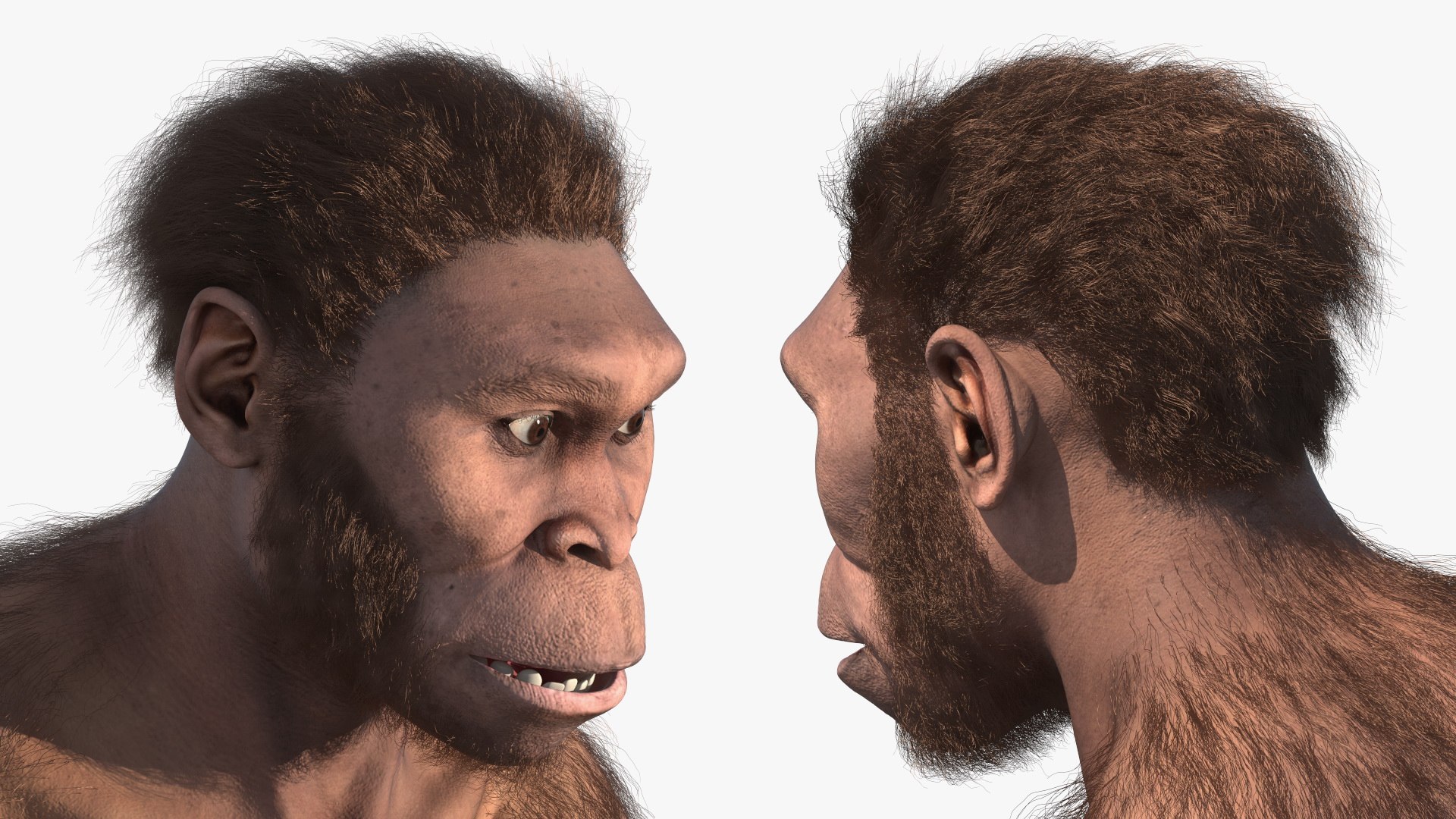 3D Model Homo Habilis In A Sitting Pose Fur - TurboSquid 2174893