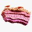Epidermis Cross Section Anatomy