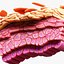 Epidermis Cross Section Anatomy