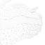 Epidermis Cross Section Anatomy