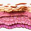 Epidermis Cross Section Anatomy