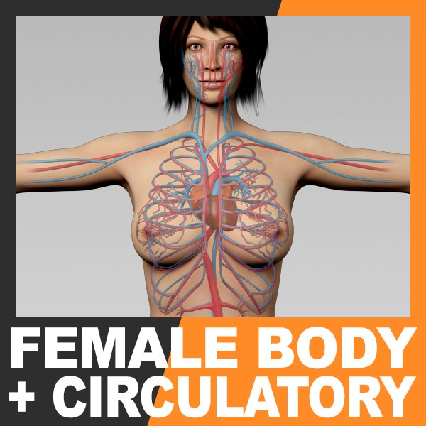 Anatomia Corporal Feminina Completa Modelo 3D - TurboSquid 1611038