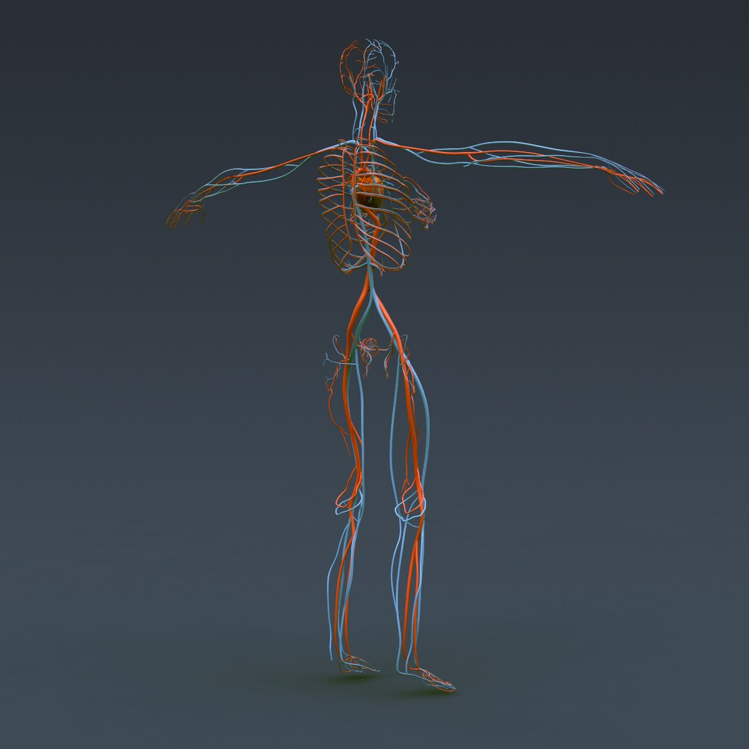 anatomically human female body 3d model