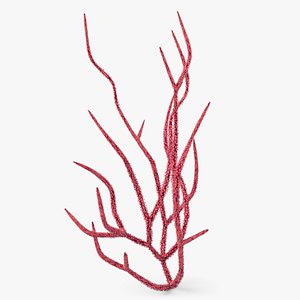 Gorgonacea Coral 01 3D model