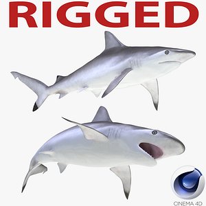 c4d spottail shark rigged