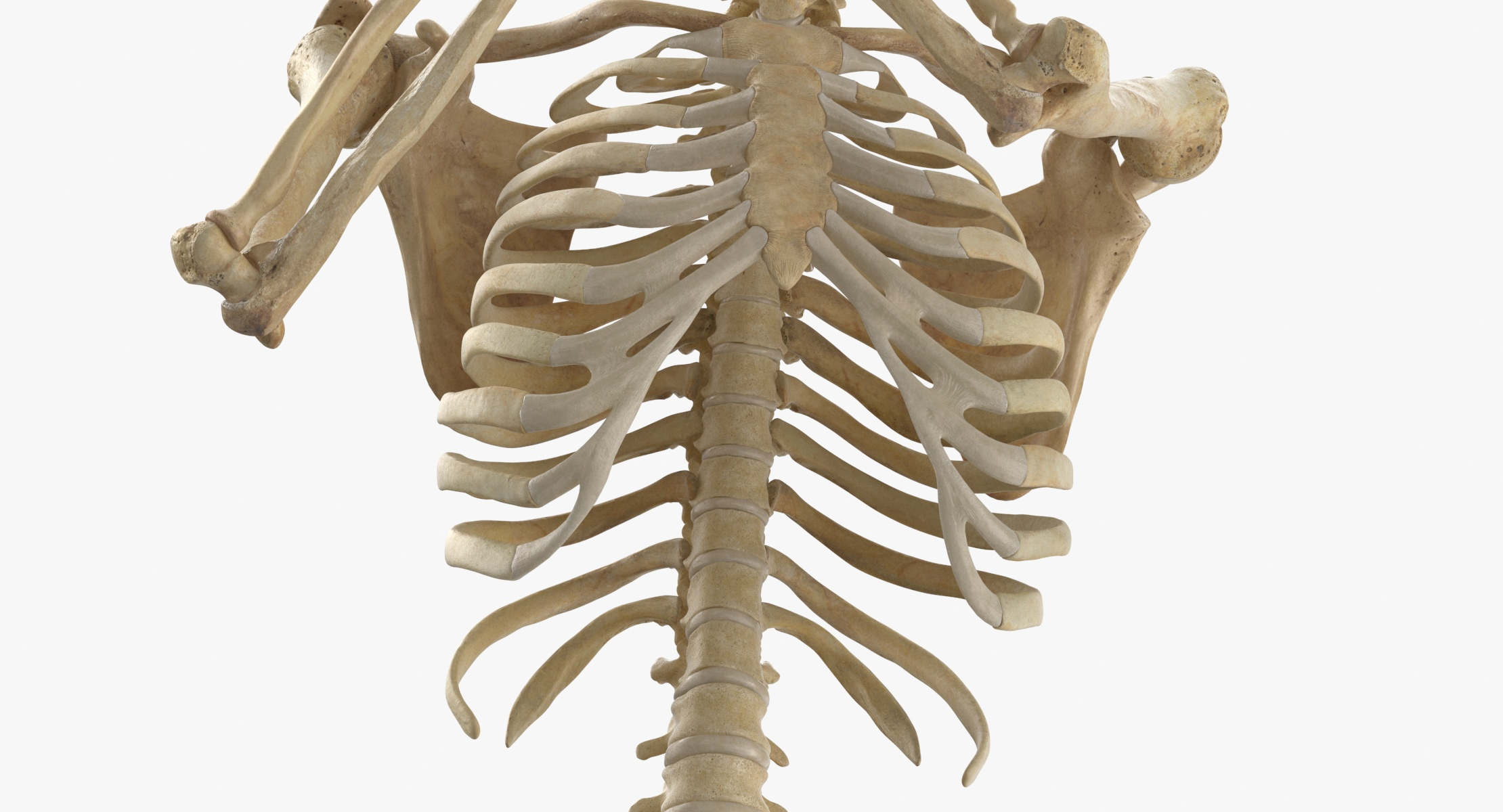 人类女性骨骼3D模型 - TurboSquid 1025019