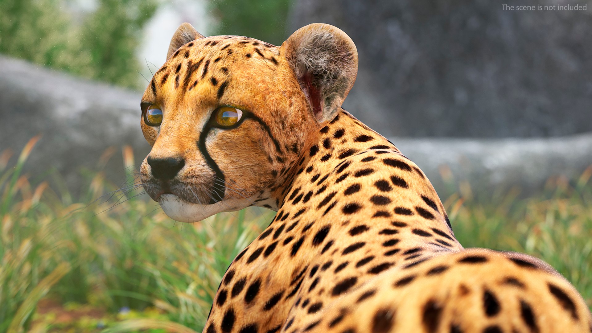 Cheetah Cub Rigged for Maya 3D model https://p.turbosquid.com/ts-thumb/Dk/FfBxcW/4Q/cheetah_cub_rigged_008/jpg/1742605455/1920x1080/fit_q87/9cf3f3eb8b8d6b1e8645f8a60ea5f96227039e38/cheetah_cub_rigged_008.jpg
