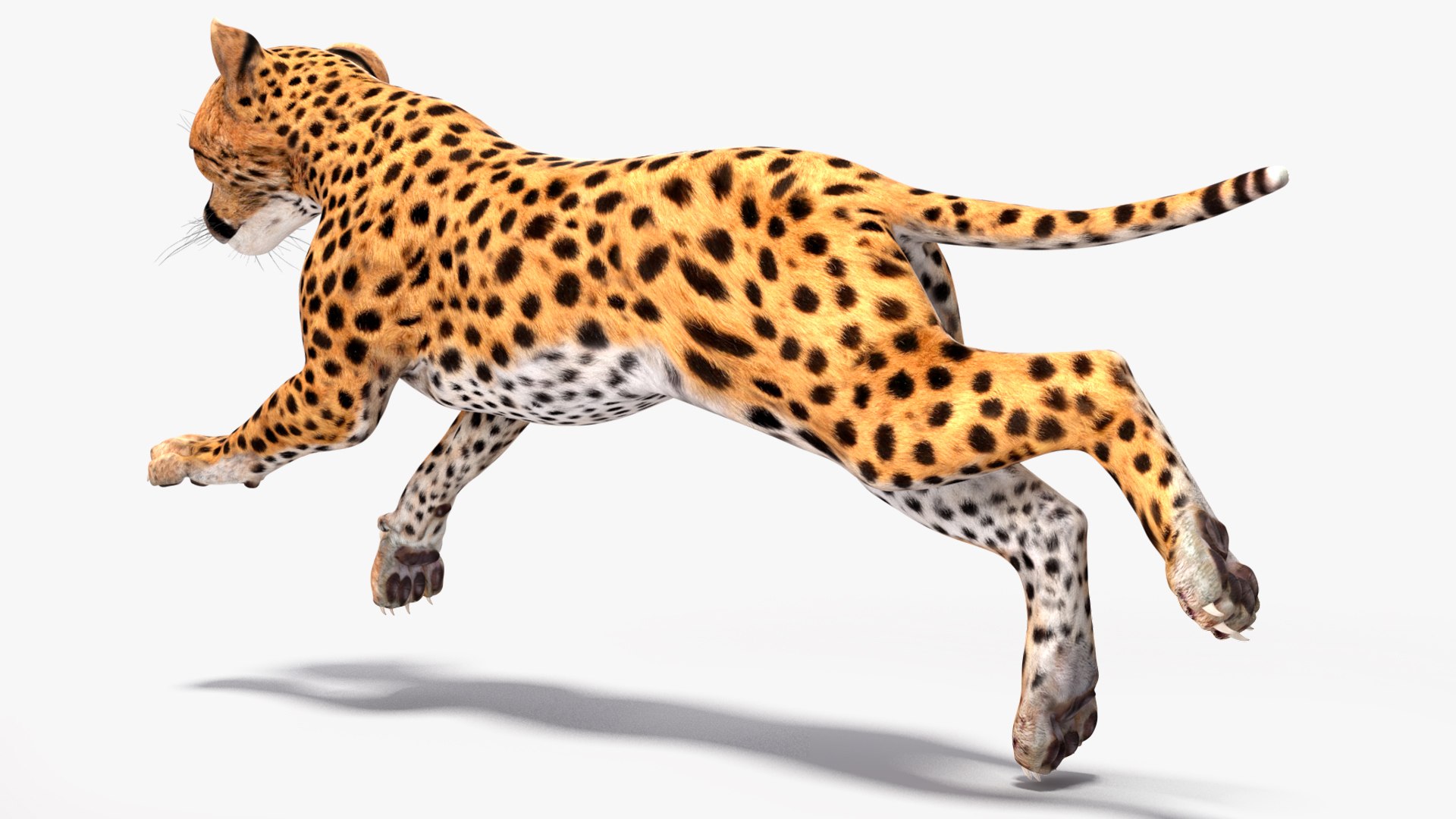Cheetah Cub Rigged for Maya 3D model https://p.turbosquid.com/ts-thumb/Dk/FfBxcW/Zq/cheetah_cub_rigged_014/jpg/1742605483/1920x1080/fit_q87/cdbb4eccfeeeab542059666e5a98da214565d9cb/cheetah_cub_rigged_014.jpg