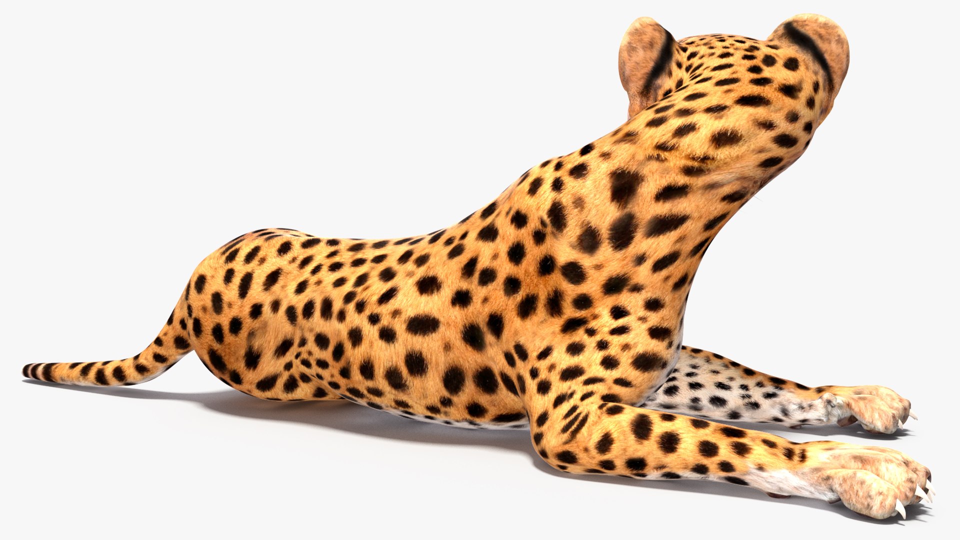 Cheetah Cub Rigged for Maya 3D model https://p.turbosquid.com/ts-thumb/Dk/FfBxcW/f9/cheetah_cub_rigged_015/jpg/1742605486/1920x1080/fit_q87/a128128760578f383bc98861215d80185b44cb4d/cheetah_cub_rigged_015.jpg