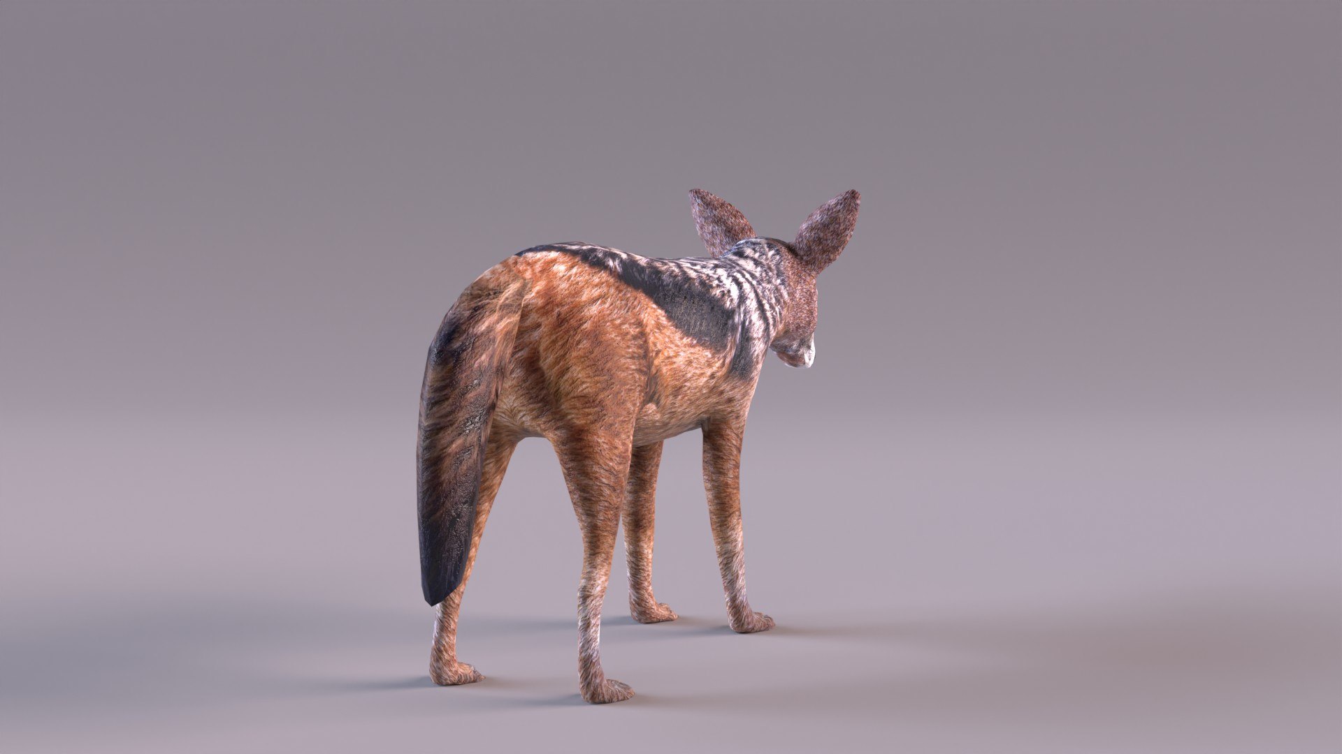Jackal 3D https://p.turbosquid.com/ts-thumb/Dk/G6dKq9/34/jackal_0005/jpg/1714577546/1920x1080/fit_q87/bb87d23f6d73dd797e955ebd15a8276809952376/jackal_0005.jpg