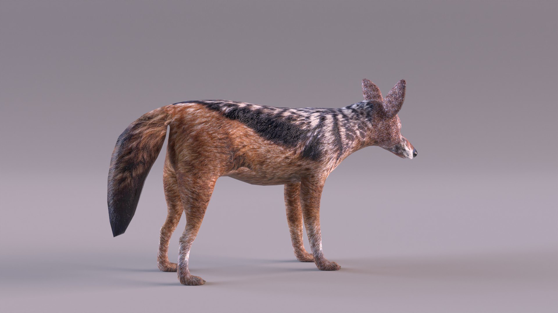 Jackal 3D https://p.turbosquid.com/ts-thumb/Dk/G6dKq9/EU/jackal_0004/jpg/1714577545/1920x1080/fit_q87/960992ff43788799f3b2a7c40f419f3582f5b752/jackal_0004.jpg