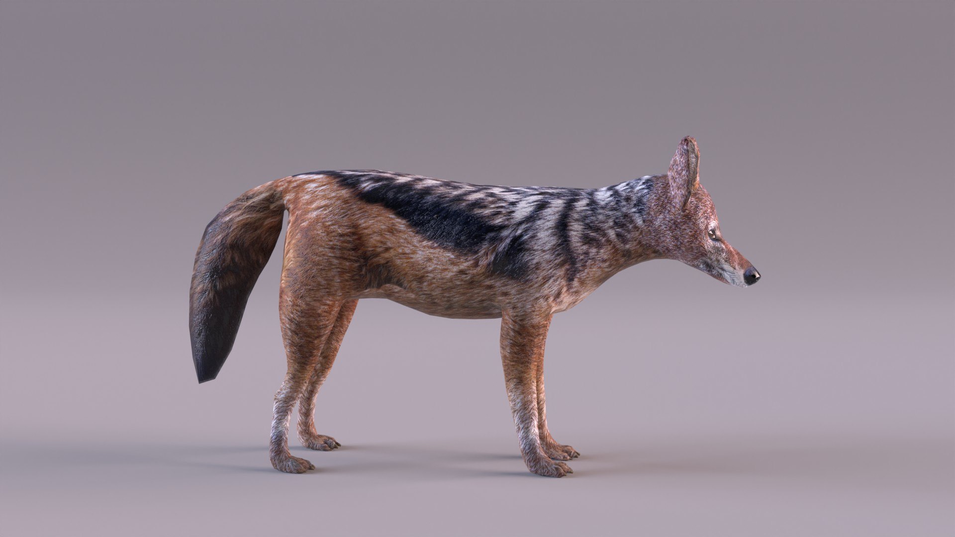 Jackal 3D https://p.turbosquid.com/ts-thumb/Dk/G6dKq9/H6/jackal_0003/jpg/1714577545/1920x1080/fit_q87/610a44c3ddec9666fda8178f122e25af92754d0f/jackal_0003.jpg