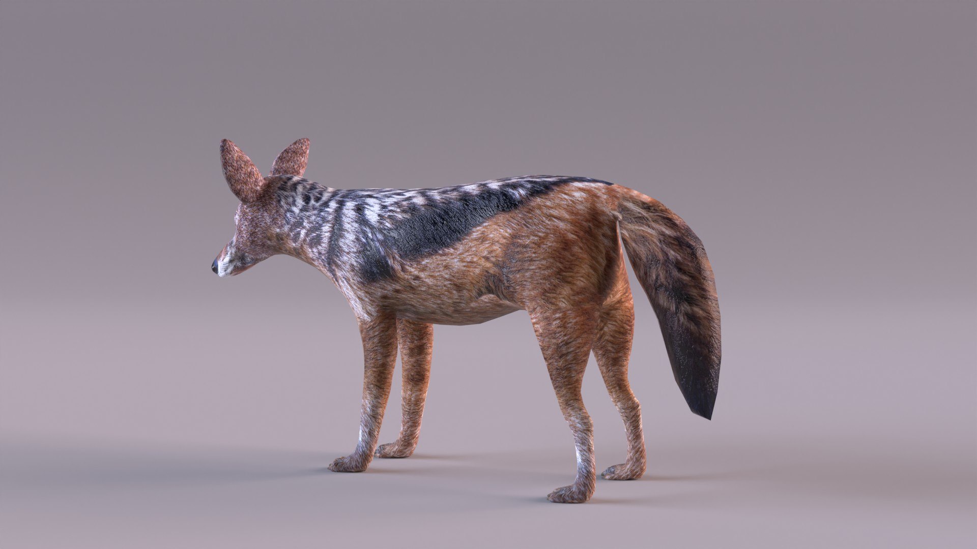 Jackal 3D https://p.turbosquid.com/ts-thumb/Dk/G6dKq9/WJ/jackal_0007/jpg/1714577547/1920x1080/fit_q87/d2f62c56ba4eda00452a2a215e9b59b1bc37189e/jackal_0007.jpg