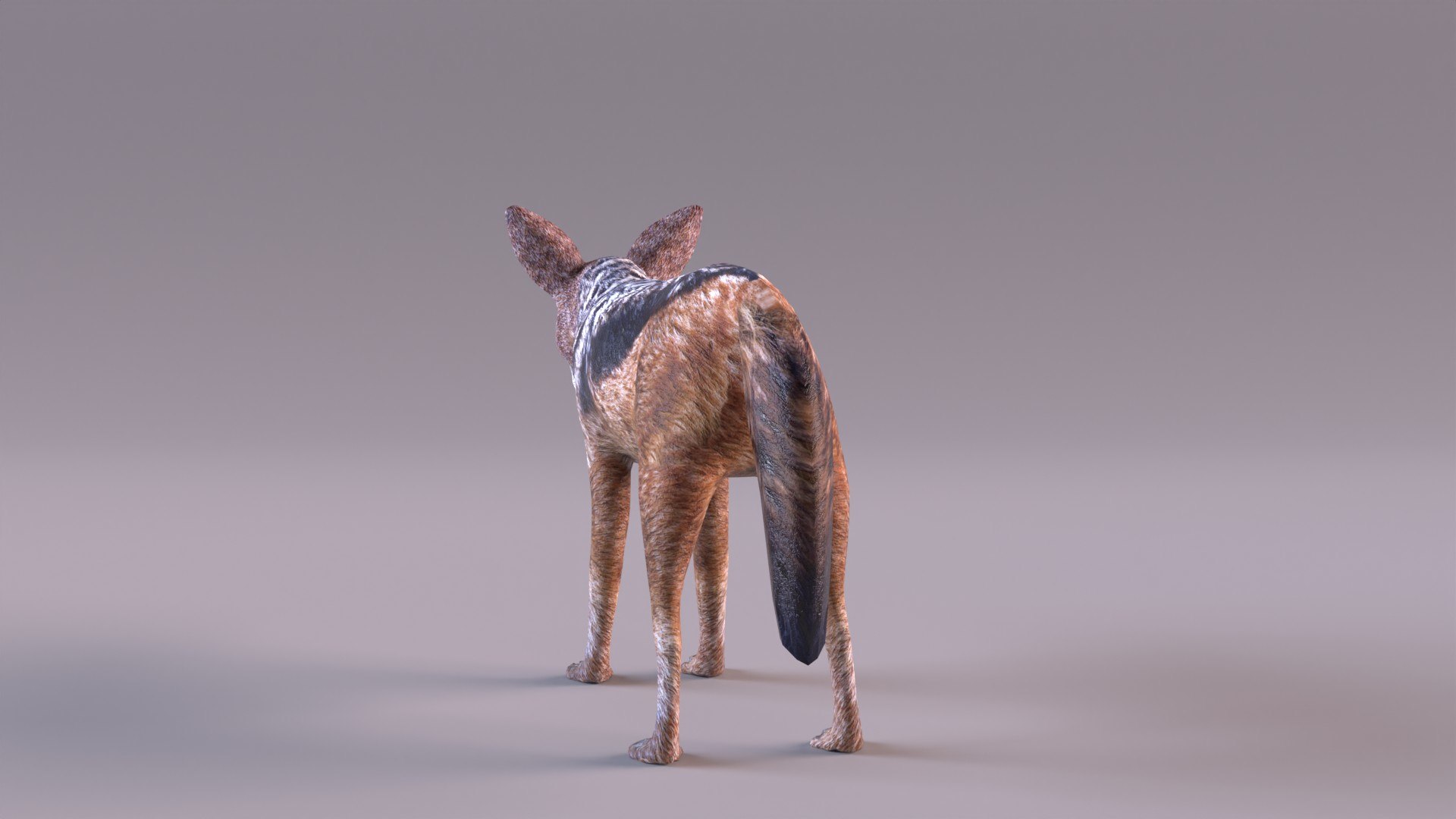 Jackal 3D https://p.turbosquid.com/ts-thumb/Dk/G6dKq9/Y0/jackal_0006/jpg/1714577546/1920x1080/fit_q87/f38dddf692c4d058a7737ee6251766d179535a8a/jackal_0006.jpg