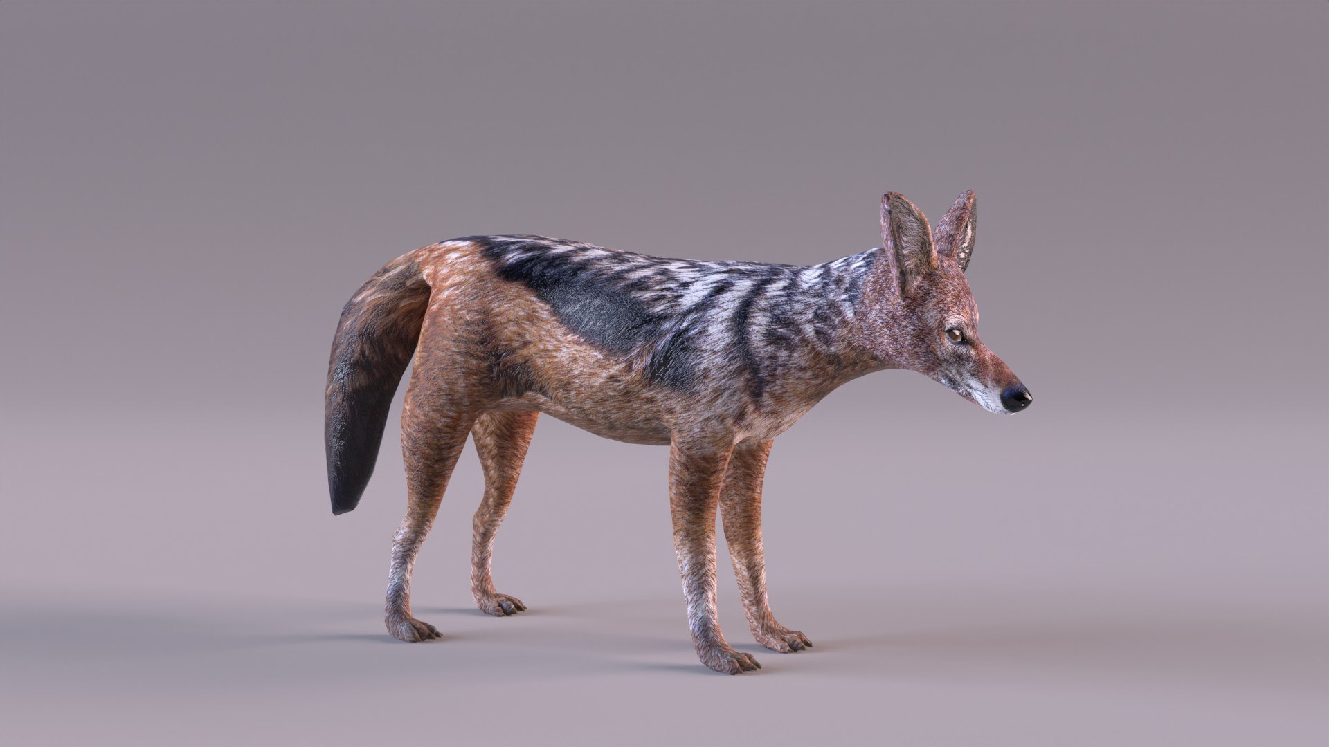 Jackal 3D https://p.turbosquid.com/ts-thumb/Dk/G6dKq9/YB/jackal_0002/jpg/1714577544/1920x1080/fit_q87/713ea35f07f2f47510650bcbf5ab0f516bdd0941/jackal_0002.jpg