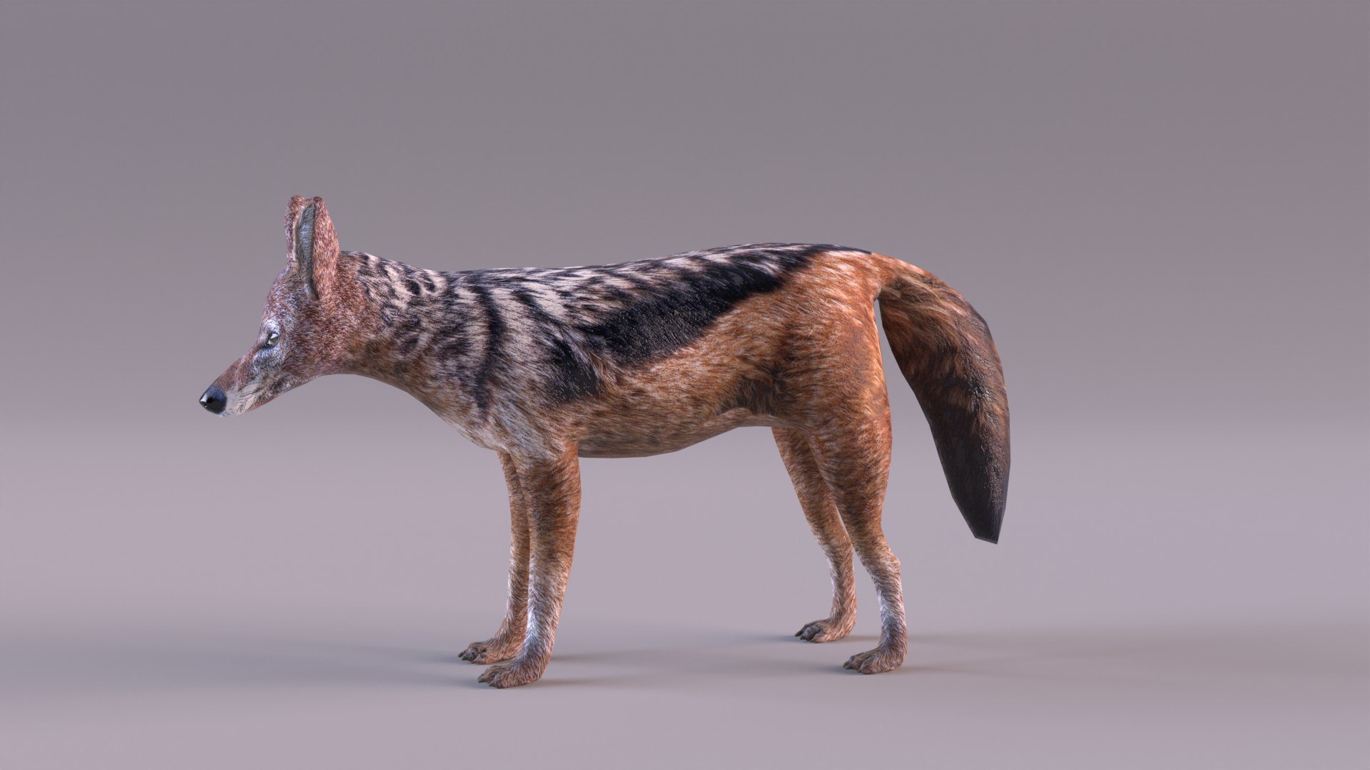 Jackal 3D https://p.turbosquid.com/ts-thumb/Dk/G6dKq9/az/jackal_0008/jpg/1714577548/1920x1080/fit_q87/e9e07ed1d58d793ba4e1737504814f2c31fb0646/jackal_0008.jpg