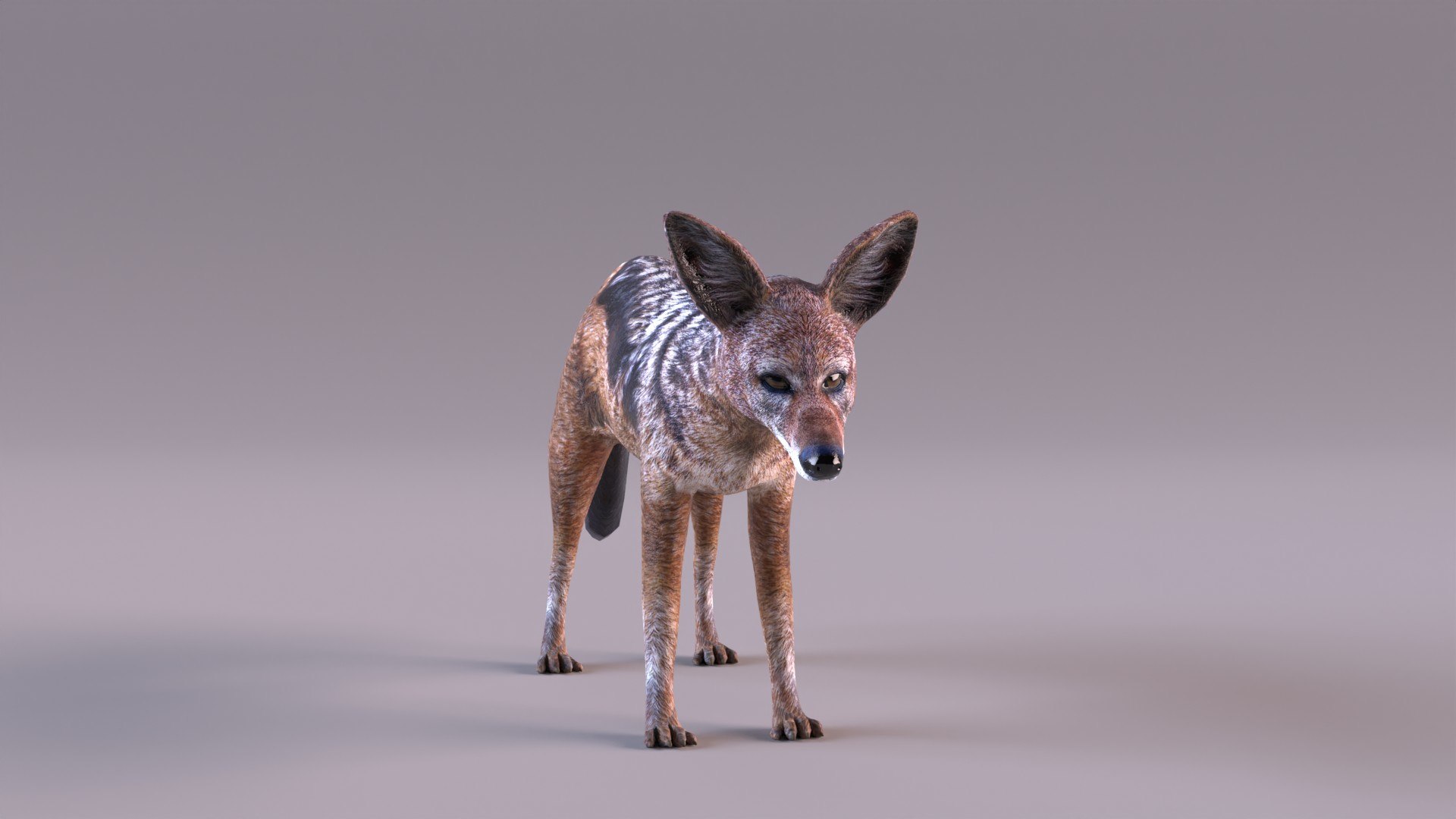 Jackal 3D https://p.turbosquid.com/ts-thumb/Dk/G6dKq9/ej/jackal_0011/jpg/1714577548/1920x1080/fit_q87/eeb40fee7d95c4d71db1c256daafaae1c01f262b/jackal_0011.jpg