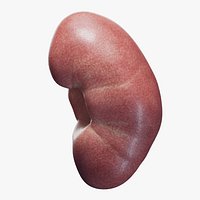 Human Kidney